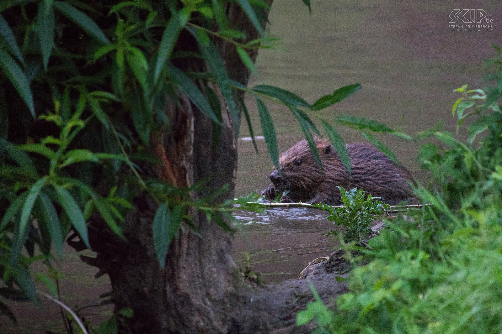 Beavers of Leuven In June a beaver family of four animals housed in the Dyle river near the Begijnhof in the center of city of Leuven. The beaver (castor fiber) is the largest rodent in Europe and is now back in Belgium in some places. Beavers are nocturnal and generally very shy. But these beavers showed up at dusk and were not disturbed by the many people who where watching them dragging and eating branches. In early July however they were chased. Stefan Cruysberghs